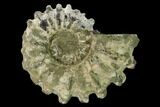 5.3" Bumpy Ammonite (Douvilleiceras) Fossil - Madagascar - #160395-1